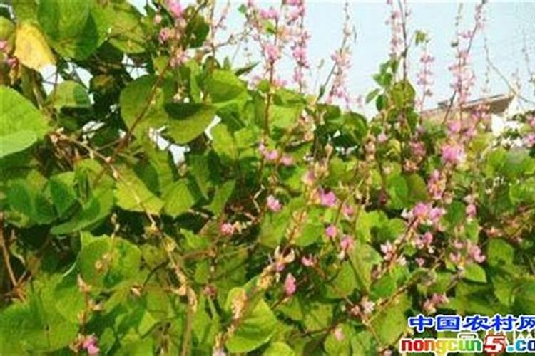 揭秘扁豆花期管理的艺术：从入门到精通
