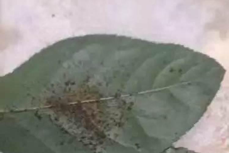 海棠树虫害怎么办？