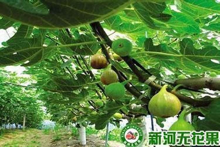 季节交替之际，植物保护秘籍——如何应对寒冷天气下的落花落果现象？