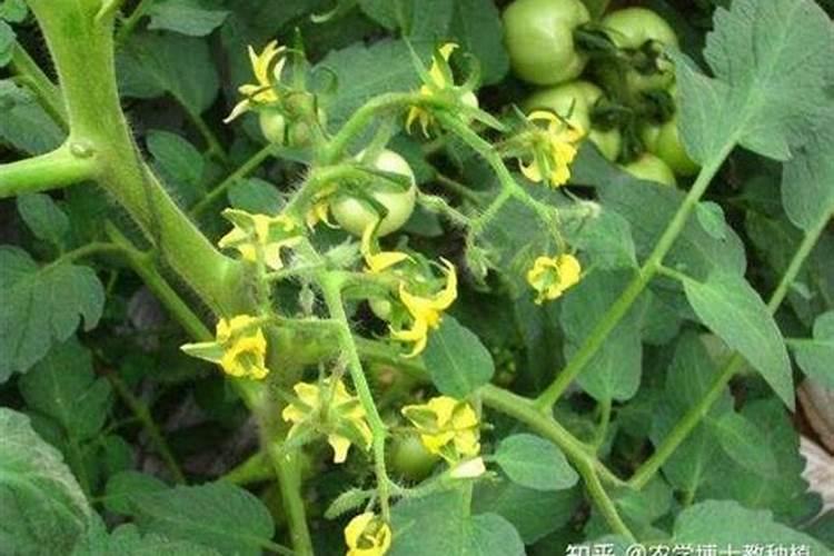 季节交替之际，植物保护秘籍——如何应对寒冷天气下的落花落果现象？