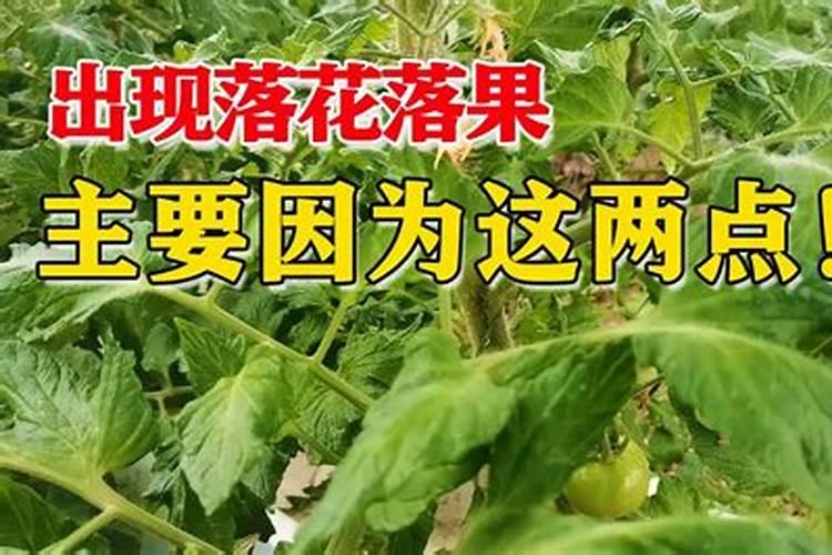 季节交替之际，植物保护秘籍——如何应对寒冷天气下的落花落果现象？