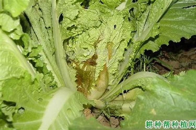 怎样防治大白菜软腐病？