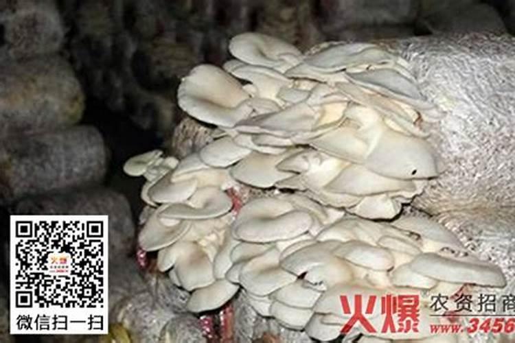 怎么防治平菇“白疙瘩”？
