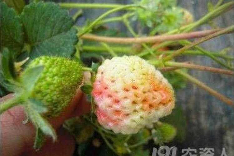 草莓出现僵果现象严重？如何解决？