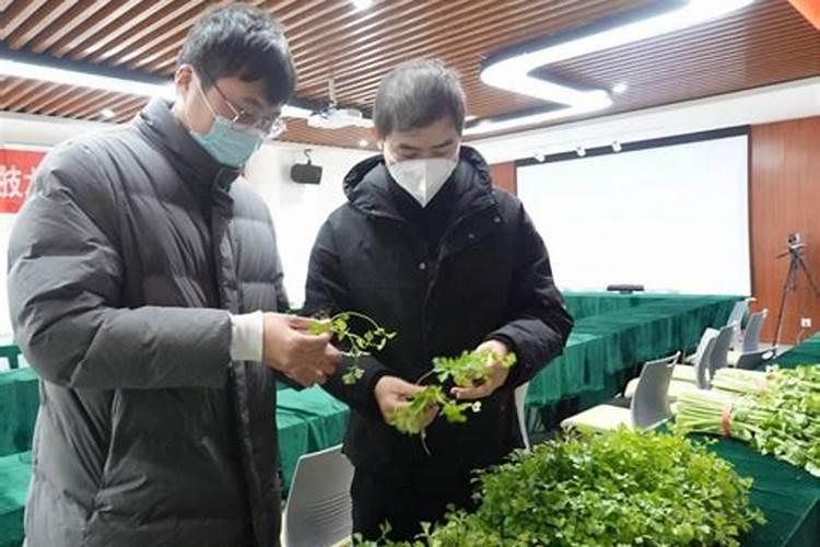绿色革命：芹菜栽培新技术的创新与应用