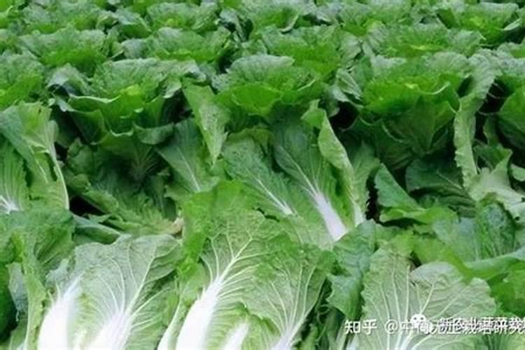 大白菜健康守护：三大病害防治技术详解