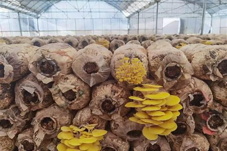 高效栽培榆黄蘑：掌握关键技巧，实现丰收梦想