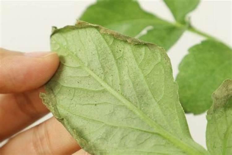 大丽花暗纹病症状有哪些，大丽花暗纹病如何防治？
