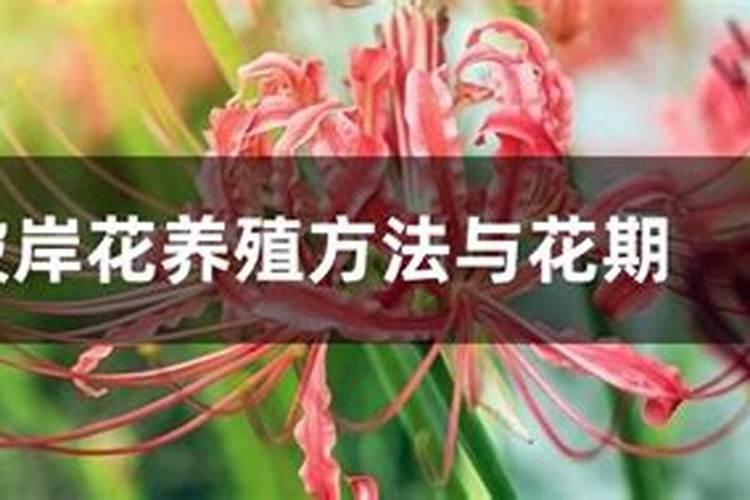 彼岸花养殖方法与花期？