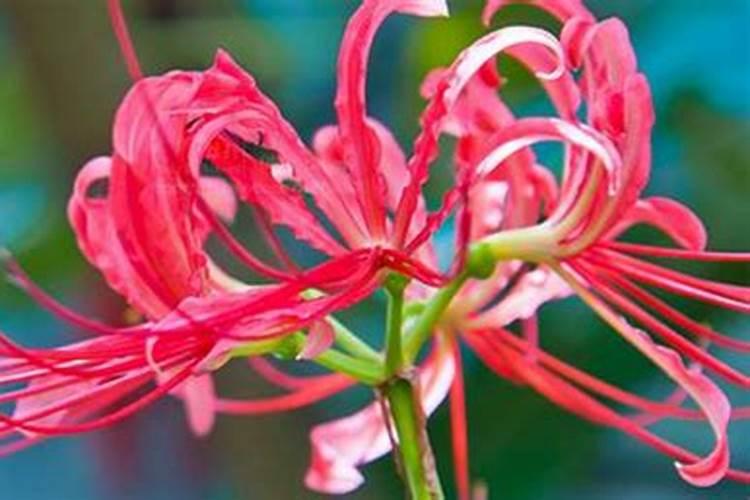彼岸花养殖方法与花期？