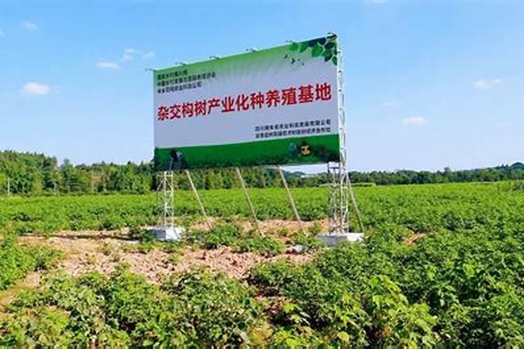 杂交构树高效栽培与管理：掌握关键技术，迈向丰产之路