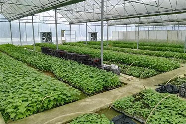 杂交构树高效栽培与管理：掌握关键技术，迈向丰产之路