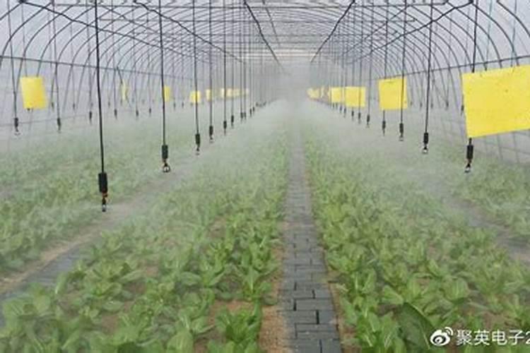 杂交构树高效栽培与管理：掌握关键技术，迈向丰产之路