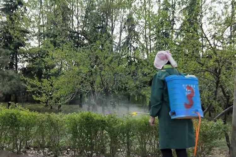 杂交构树高效栽培与管理：掌握关键技术，迈向丰产之路