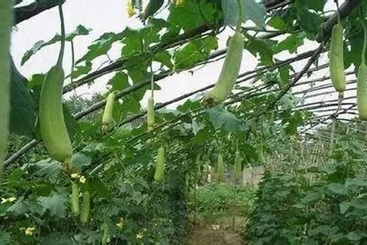 早春棚菜通风技巧及注意事项：确保健康生长的关键步骤