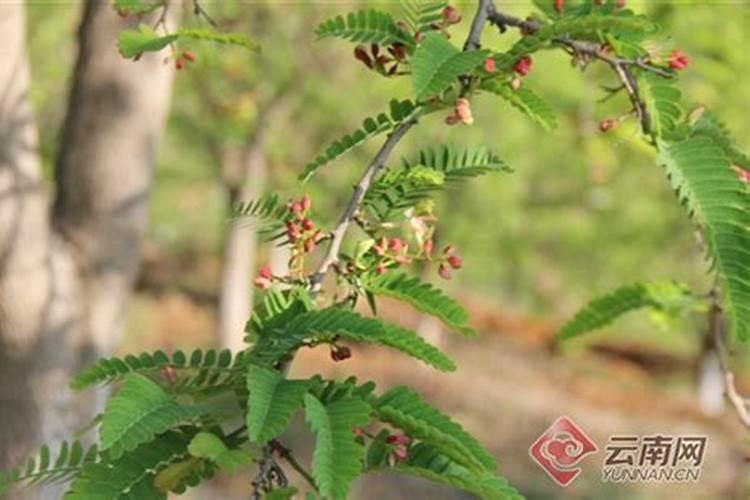 酸角栽培技术揭秘：常见问题与解决策略