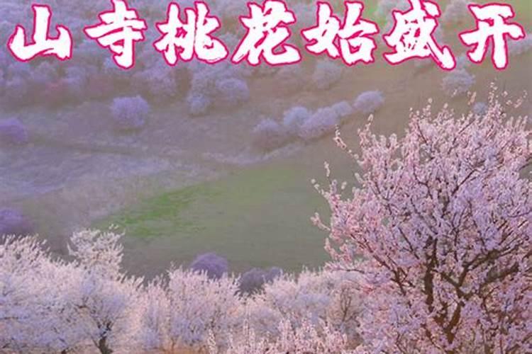 四月芳菲尽落花落果找原因