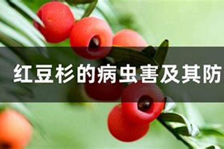 植物界的大熊猫
