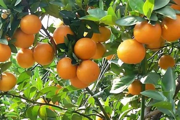 贡柑果实小是什么原因造成？