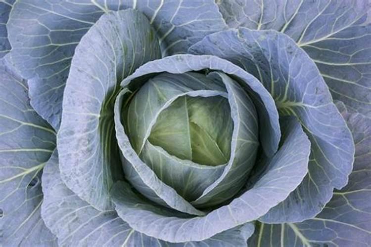 卷心菜种植技术要领：从土壤到丰收的全程指南