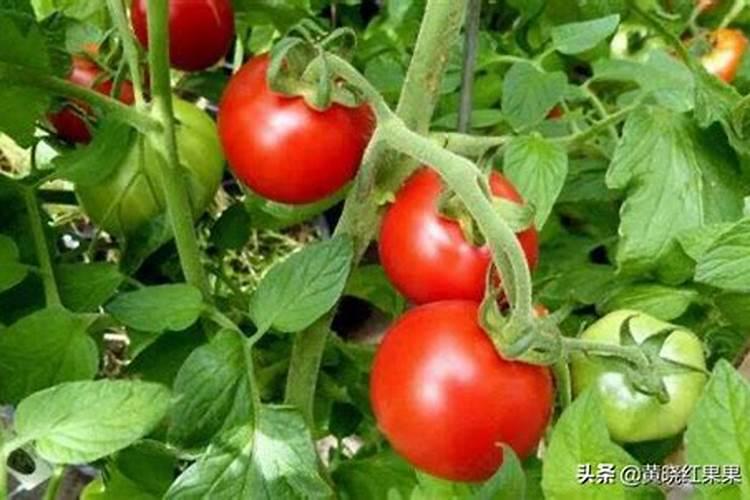 西红柿果实生长缓慢及落果的原因及解决办法？