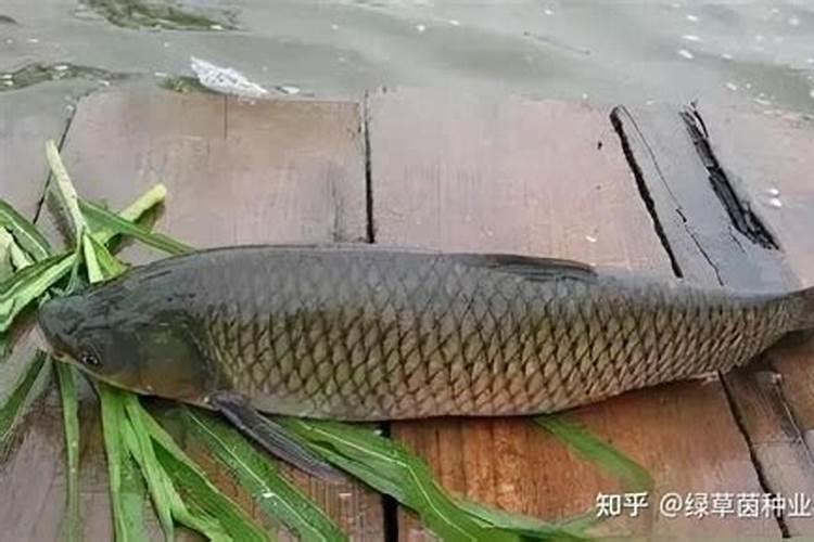 揭秘苏丹草的亩产量：影响因素与提高策略