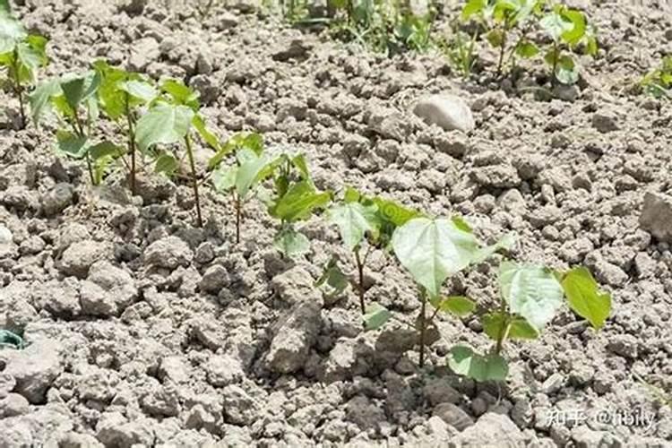 提升棉花根外施肥效率：策略与实践