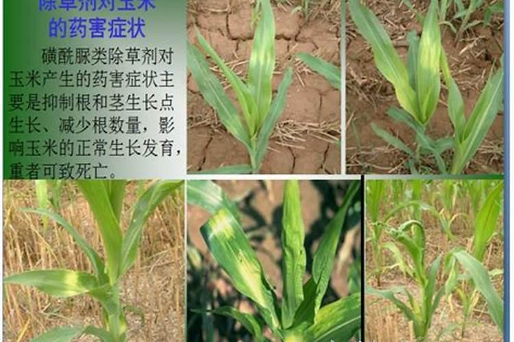 不同种类除草剂药害症状识别
