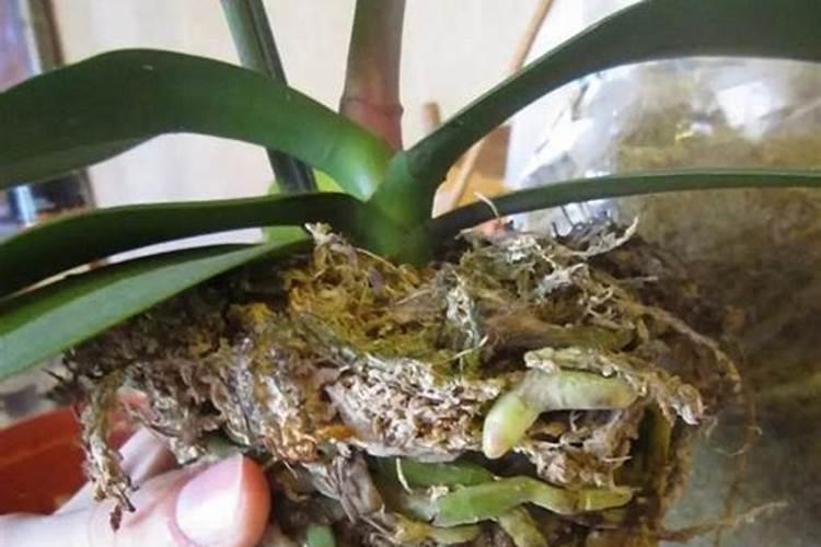蝴蝶兰烂根是什么原因？如何预防蝴蝶兰烂根？