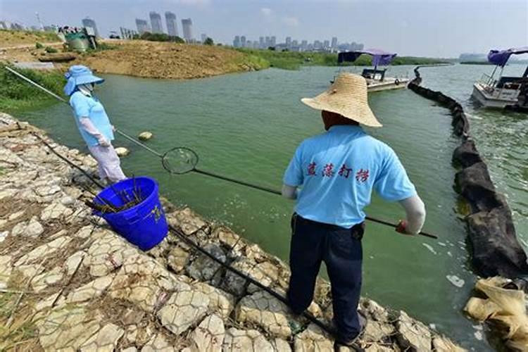 守护菇农的绿色长城：菇棚害虫防治技术全解析