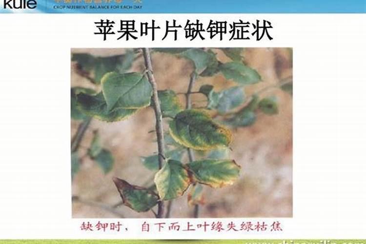 牡丹缺钾症的克星：有效药物与治疗策略