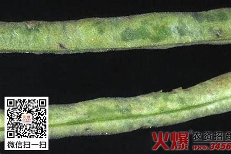 战胜绿豆细菌性斑点病：有效的药剂防治策略