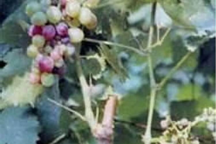 揭秘葡萄缺锌症：原因、症状及有效防治策略