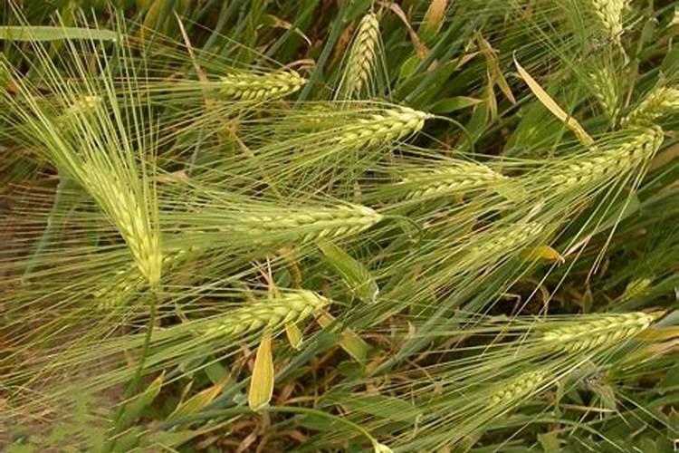 高原粮仓：青稞的生态习性与种植技术