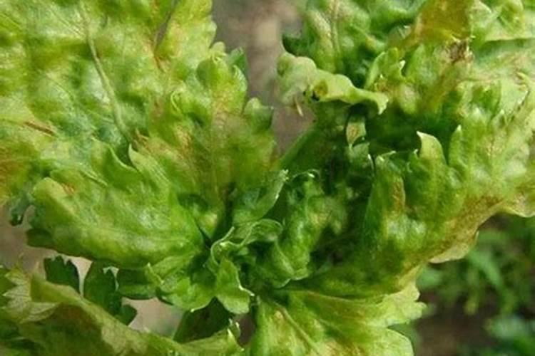揭秘芹菜腐烂病：识别与防治策略全解析