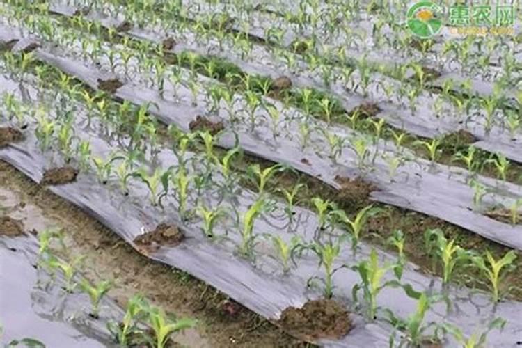 掌握关键：玉米种植前育苗的科学策略