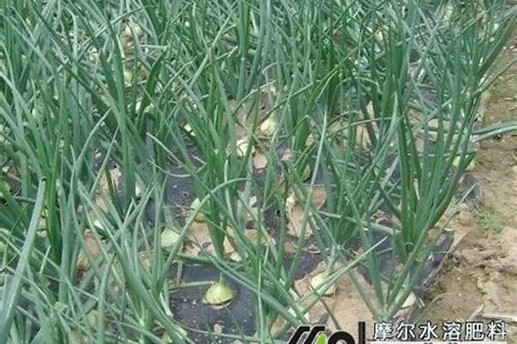 洋葱追肥技术：提质增产的秘籍