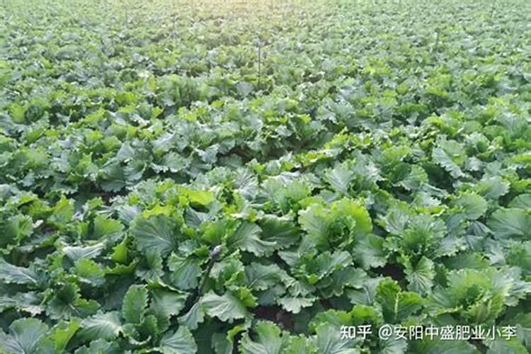 甜菜不出苗是什么原因要怎么提高甜菜出苗率？