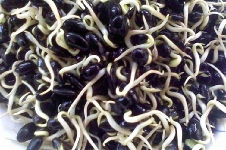 黑豆芽菜的高效栽培秘籍：从种植到收获的全面指南