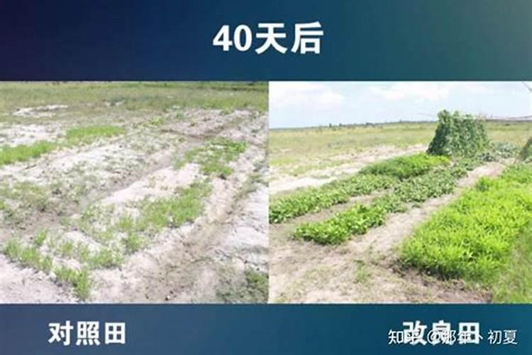 盐碱土地的改良措施