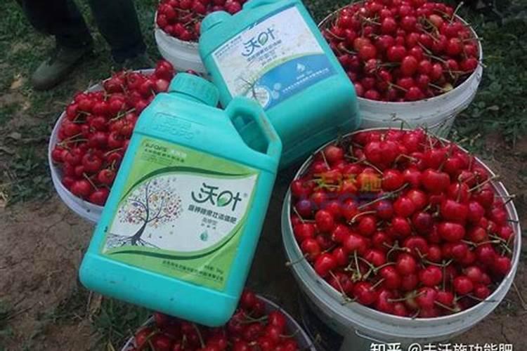 低产大樱桃园的肥水管理