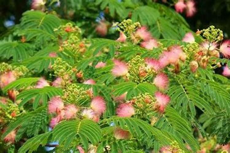 合欢树病虫害有哪些，合欢树病虫害该咋防治？