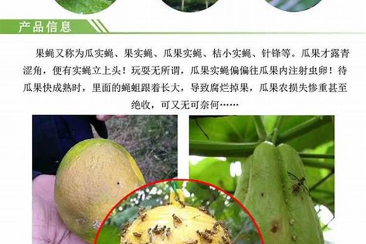 南瓜实蝇的防治措施