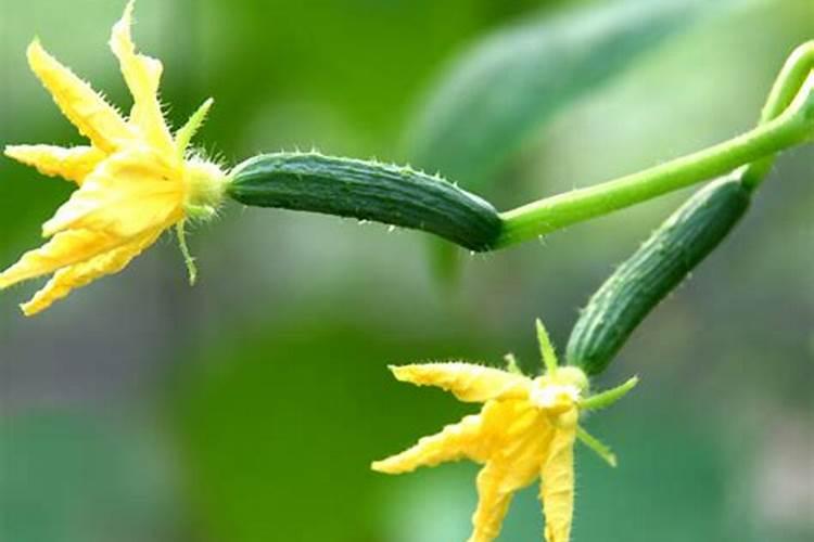 揭秘黄瓜开花辅助授精：方法与注意事项？