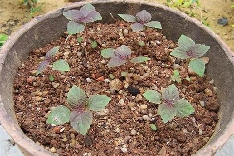 紫苏栽培艺术：揭秘其生长周期与种植技巧