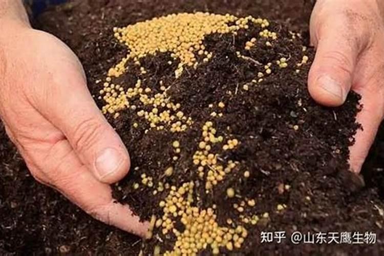 脐橙的滋养秘诀：专用肥料与施肥技巧