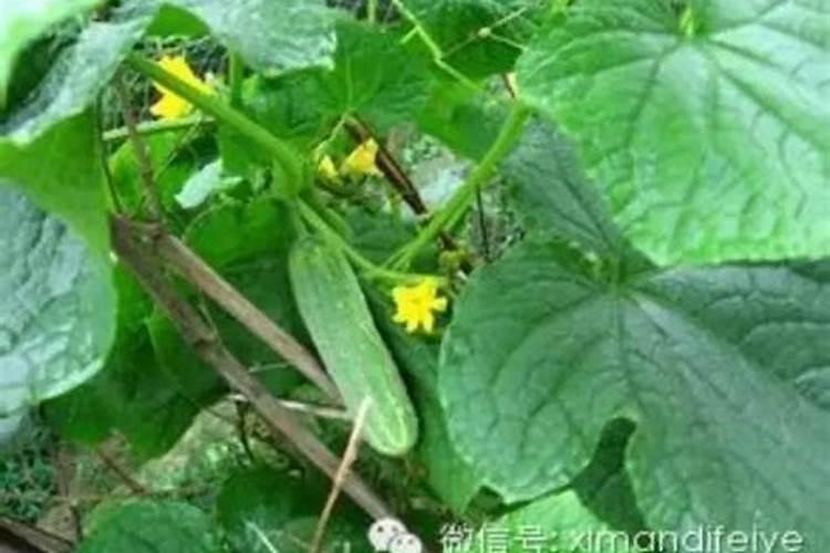 黄瓜缺乏氮素症状的发生与防治