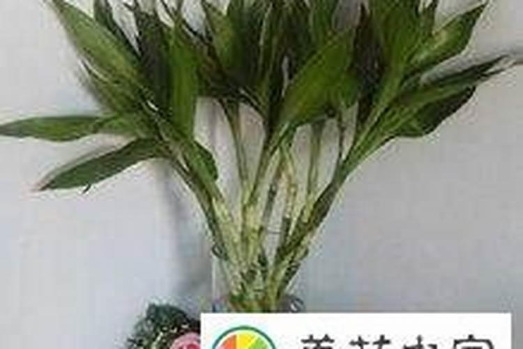 发财树和富贵竹出现黄叶是什么原因导致的？