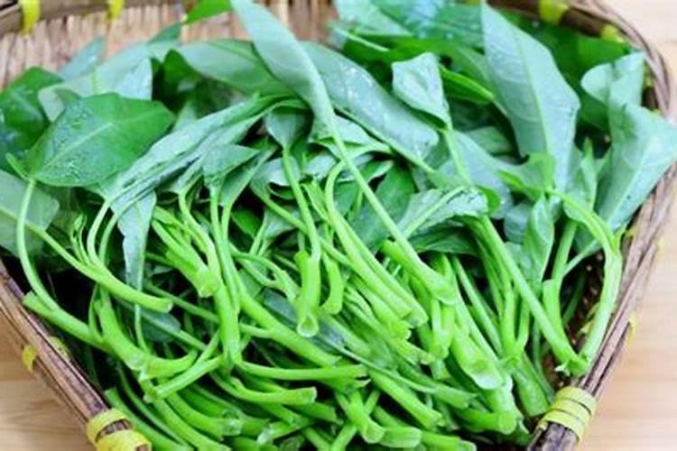 空心菜在栽培中，死苖是什么原因引起的？