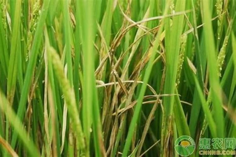 水稻纹枯病发生特点及如何防治？